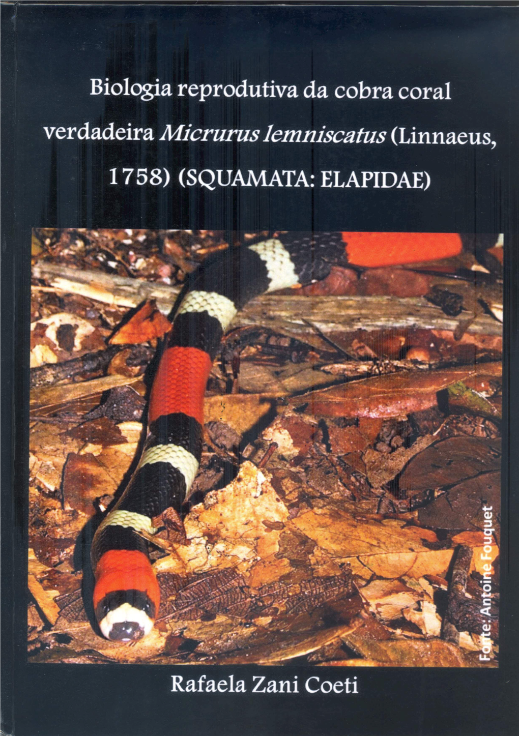 Micrurus Lemniscatus (Linnaeus, 1758) (SQUAMATA: ELAPIDAE)