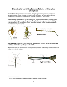 Characters for Identifying Common Falimies of Heteroptera (Hemiptera)1