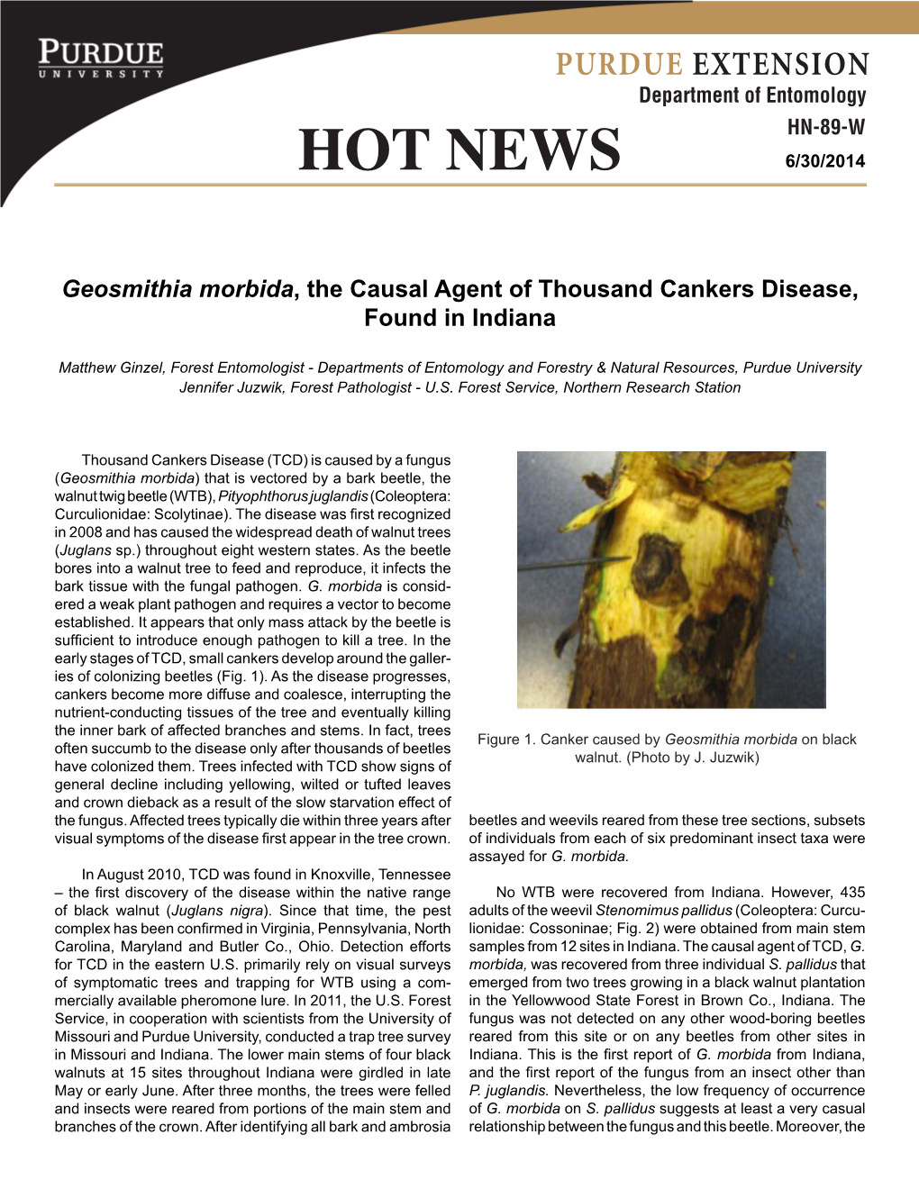 Geosmithia Morbida, the Causal Agent of Thousand Cankers Disease, Found in Indiana