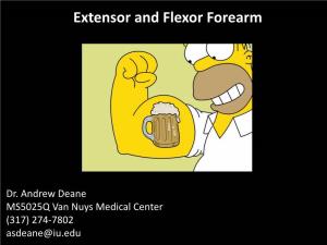 Flexor and Extensor Forearm