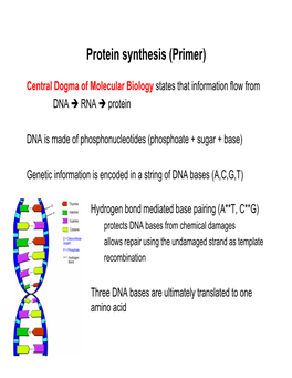 Protein Synthesis (Primer)