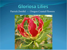Gloriosa Lilies  Tropical, Mystical  Make This Very Practical  Teach You All My Mistakes  What I’Ve Found? If I Can Grow Callas, I Can Grow Anything
