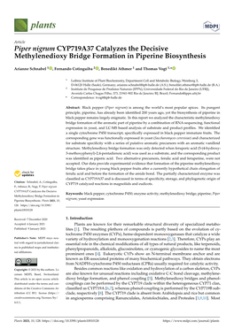 Piper Nigrum CYP719A37 Catalyzes the Decisive Methylenedioxy Bridge Formation in Piperine Biosynthesis