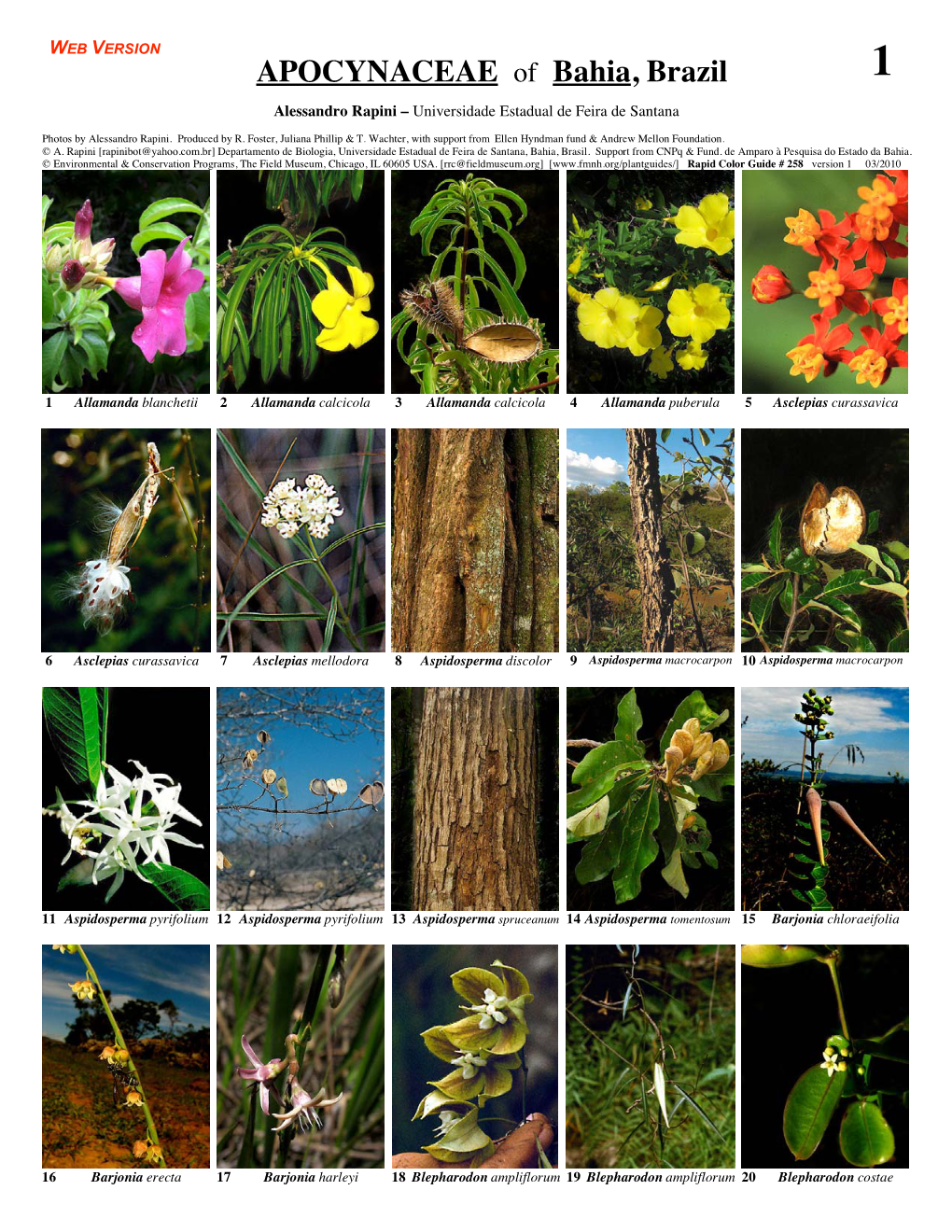 APOCYNACEAE of Bahia, Brazil 1