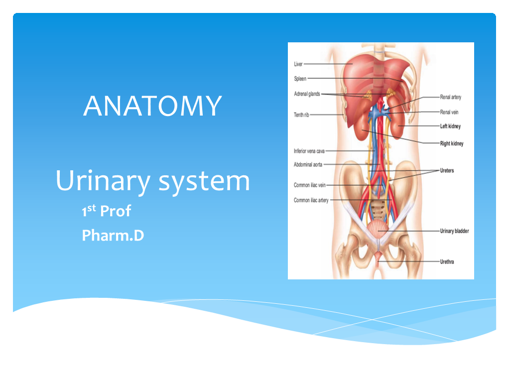 ANATOMY Urinary System