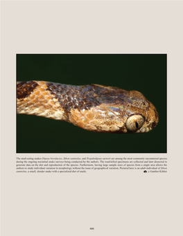 The Snail-Eating Snakes Dipsas Brevifacies, Sibon Sanniolus, And