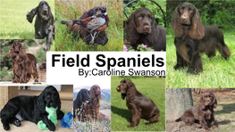Field Spaniels By:Caroline Swanson History What Country They Originated In?