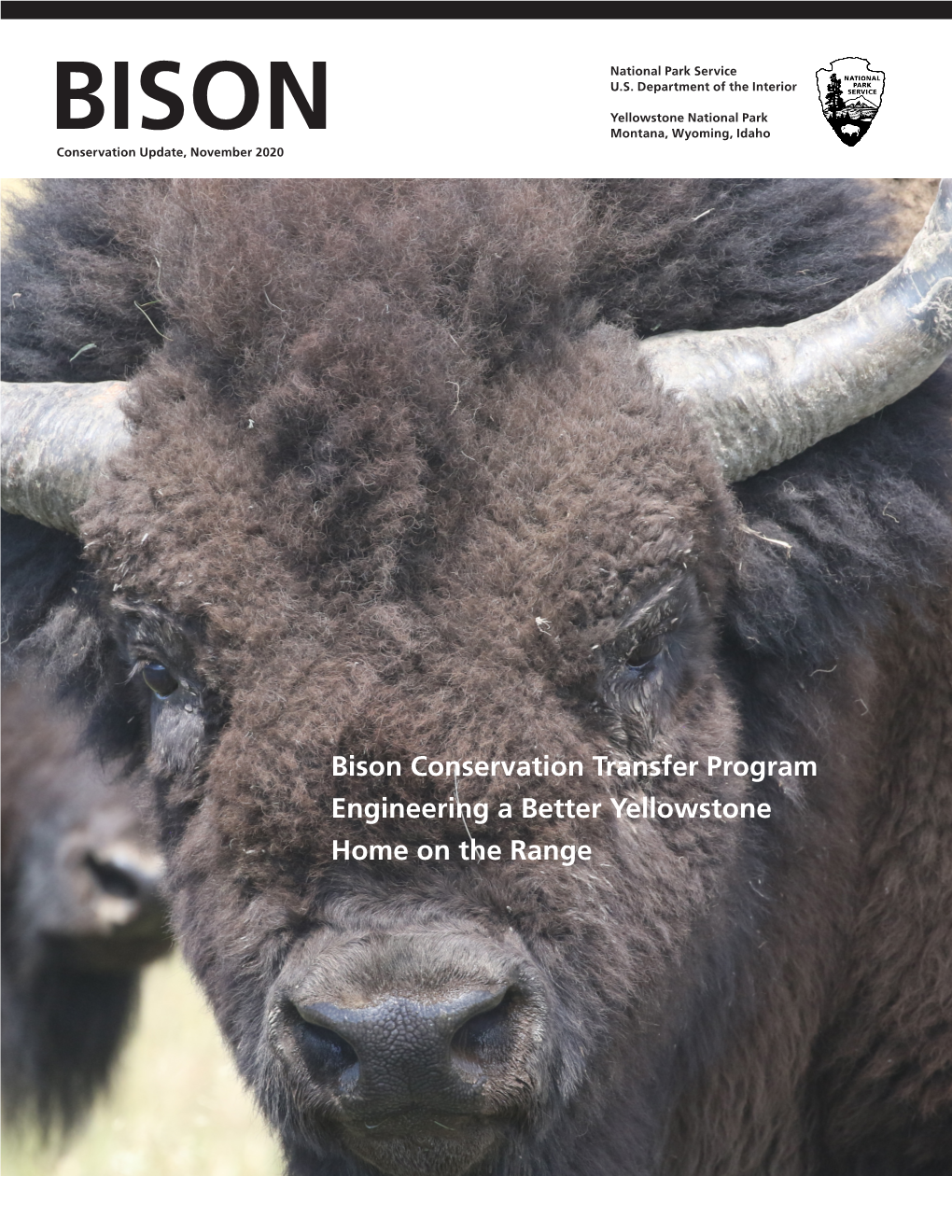 Bison Conservation Update, 2020, Yellowstone National Park