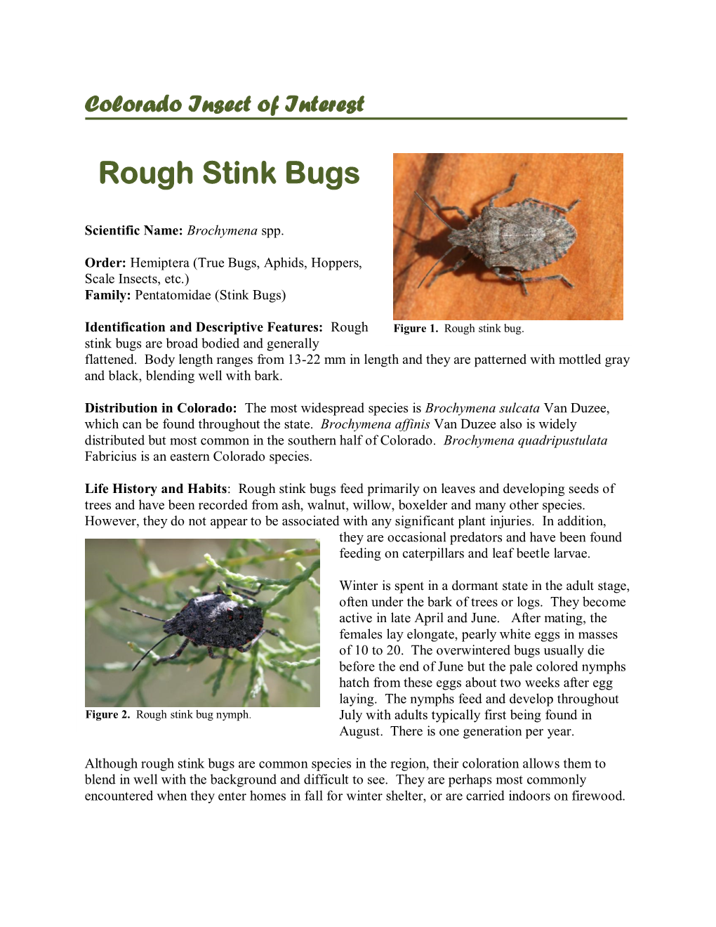 Rough Stink Bugs