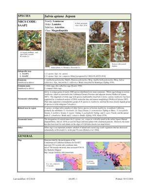 Salvia Apiana Jepson NRCS CODE: Family: Lamiaceae Order: Lamiales in Fruit, Persistent SAAP2 Calyx, Sept
