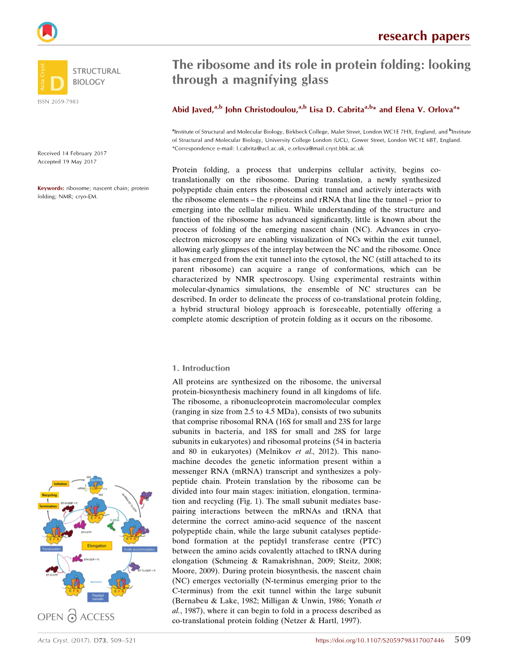 The Ribosome and Its Role in Protein Folding: Looking Through a Magnifying Glass