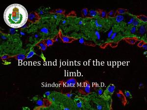 Bones and Joints of the Upper Limb. Sándor Katz M.D., Ph.D