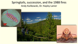 Springtails, Succession, and the 1988 Fires Andy Kulikowski, Dr