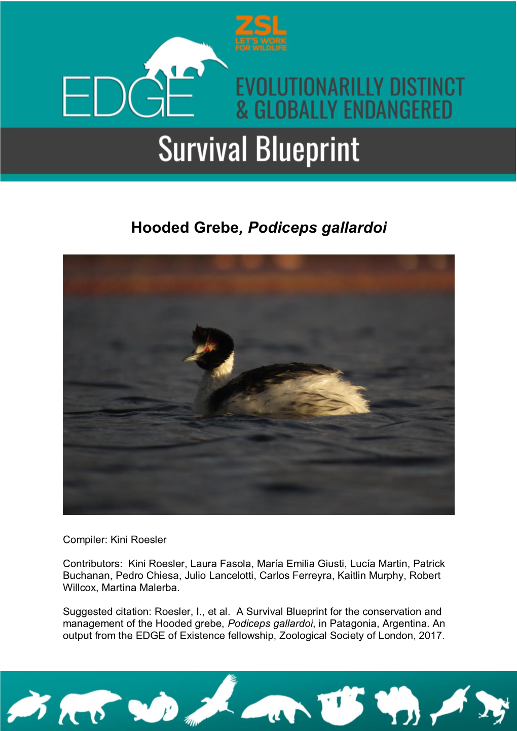 Hooded Grebe, Podiceps Gallardoi