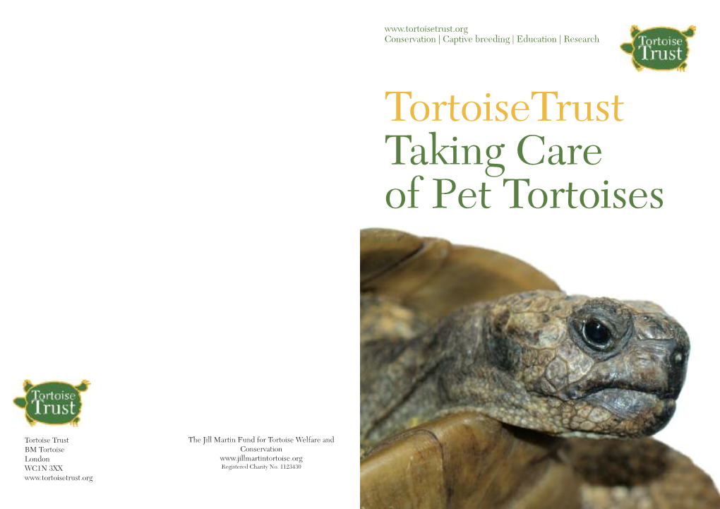 Taking Care of Pet Tortoises