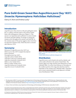 Pure Gold-Green Sweat Bee Augochlora Pura (Say 1837) (Insecta: Hymenoptera: Halictidae: Halictinae)1 Clancy A