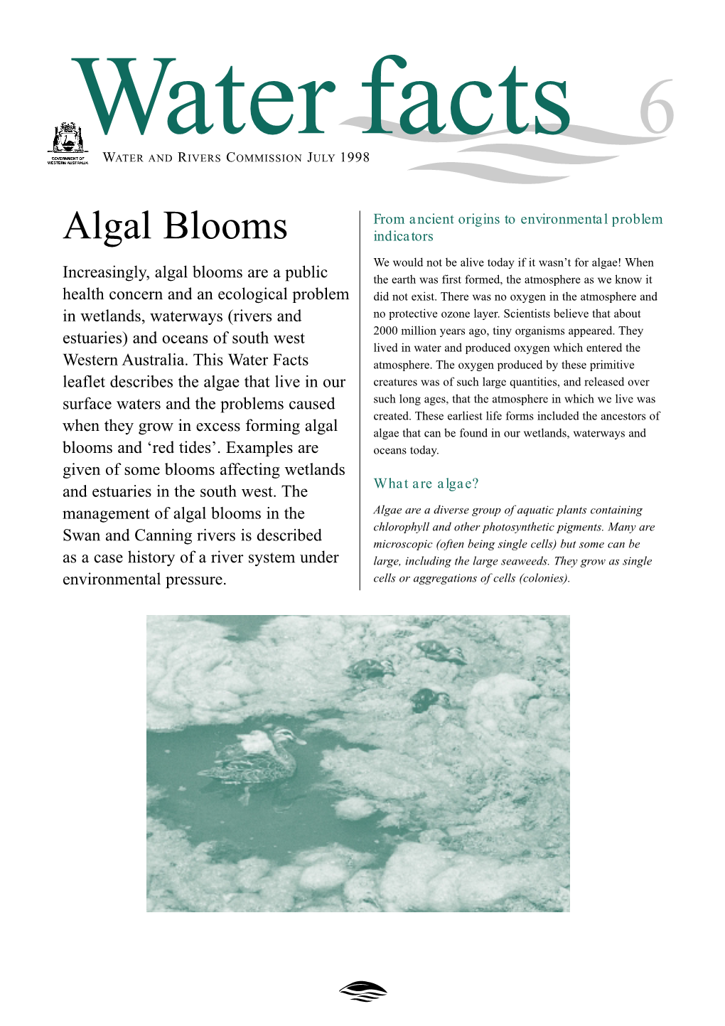 Algal Bloom Fact Sheet