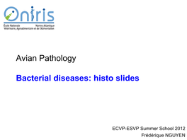 Avian Pathology Bacterial Diseases: Histo Slides