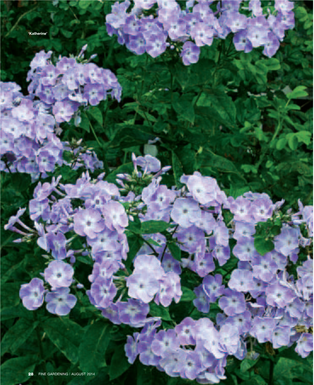 Phloxthat Don’T Disappoint Garden These Beauties Bloom for Months, Stay Mildew-Free, and Return Reliably Year After Year