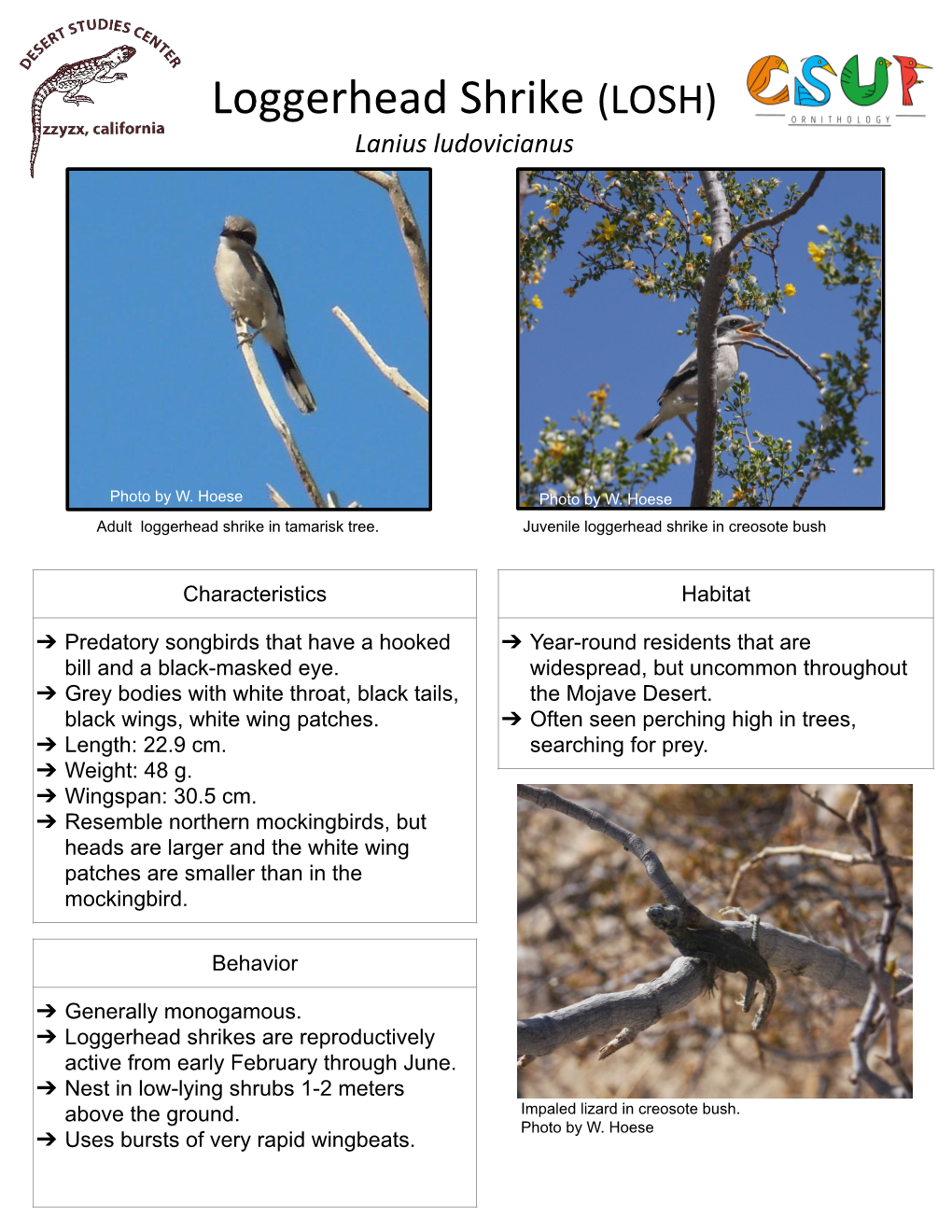 Loggerhead Shrike in Tamarisk Tree