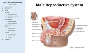 Male Reproductive System IUSM – 2016