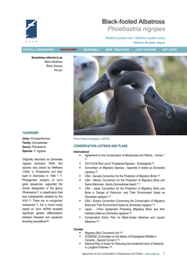 Black-Footed Albatross Phoebastria Nigripes
