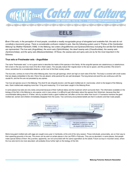 True Eels Or Freshwater Eels - Anguillidae