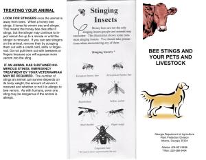 Bee Stings and Your Pets and Livestock