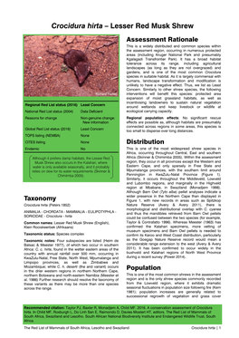 Crocidura Hirta – Lesser Red Musk Shrew