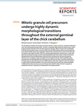 Mitotic Granule Cell Precursors Undergo Highly Dynamic