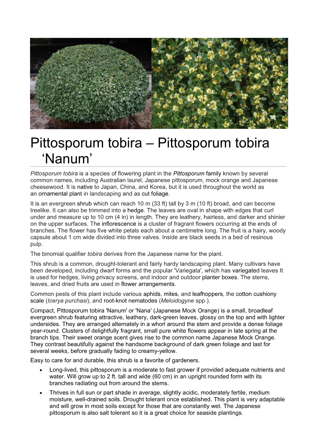 Pittosporum Tobira 'Nanum'