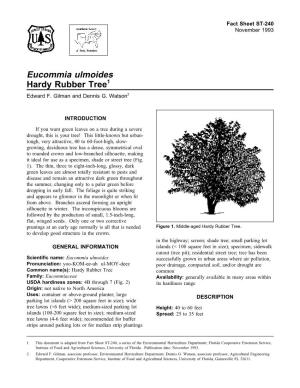 Eucommia Ulmoides Hardy Rubber Tree1 Edward F