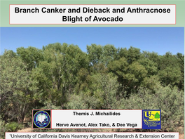 Branch Canker and Dieback and Anthracnose Blight of Avocado