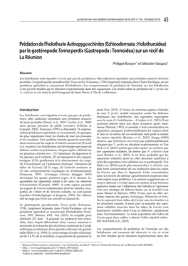 Prédation De L'holothurie Actinopyga Echinites (Echinodermata