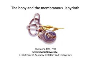 The Bony and the Membranous Labyrinth
