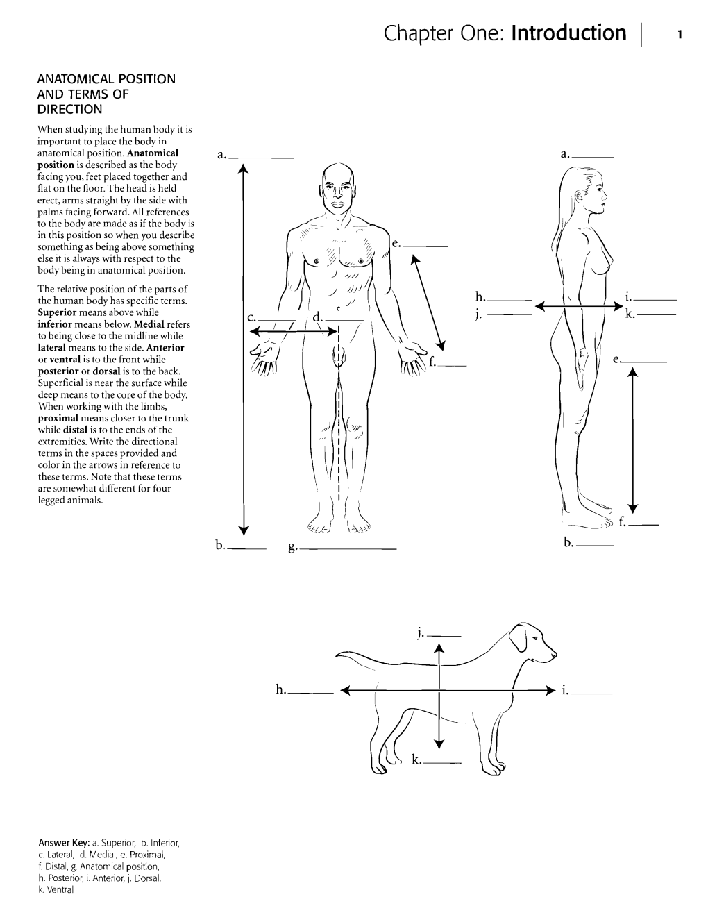 Anatomy Coloring Book