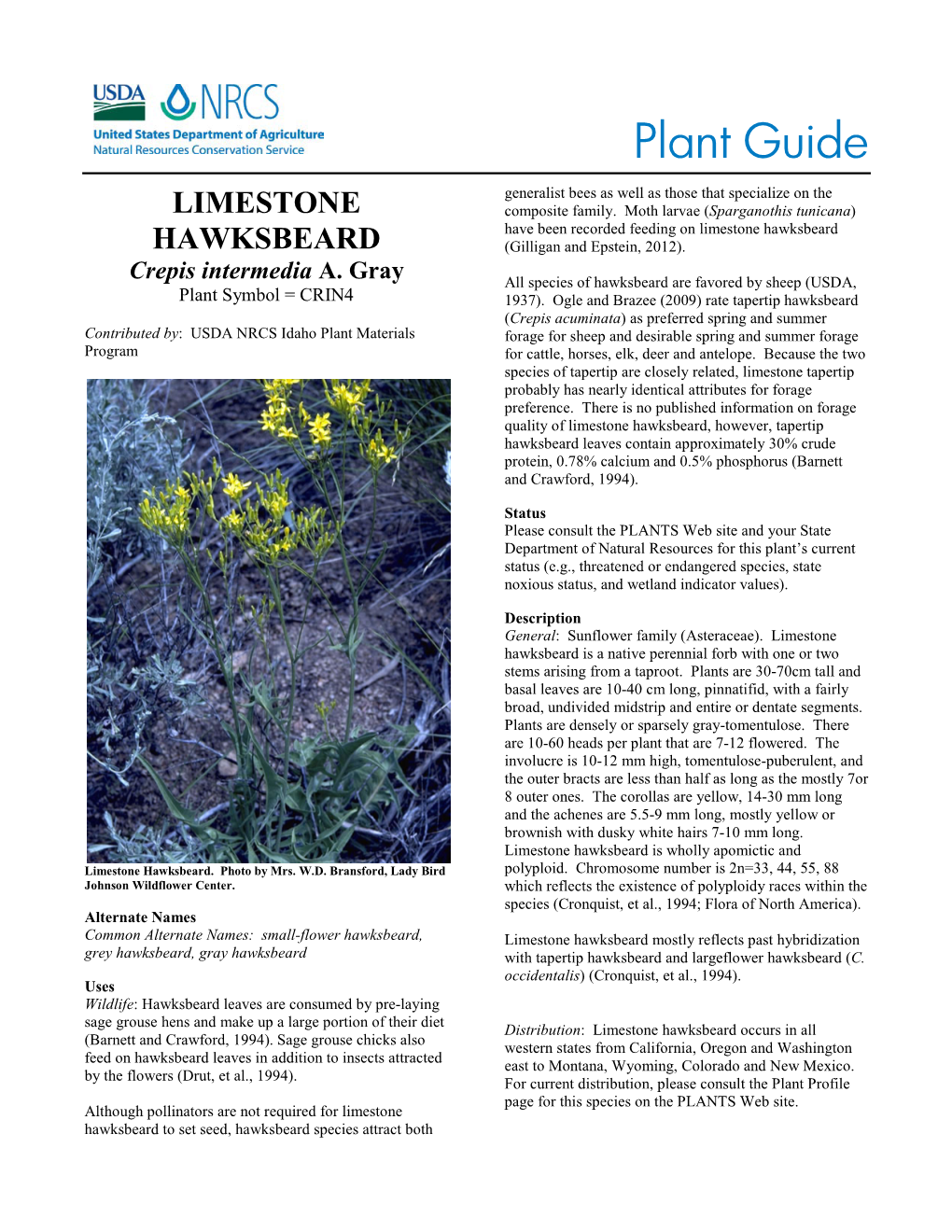 Plant Guide for Limestone Hawksbeard (Crepis Intermedia)