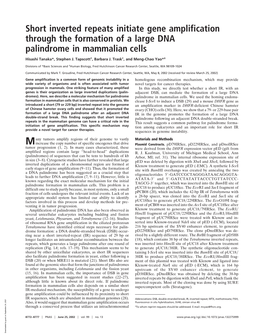 Short Inverted Repeats Initiate Gene Amplification Through the Formation of a Large DNA Palindrome in Mammalian Cells