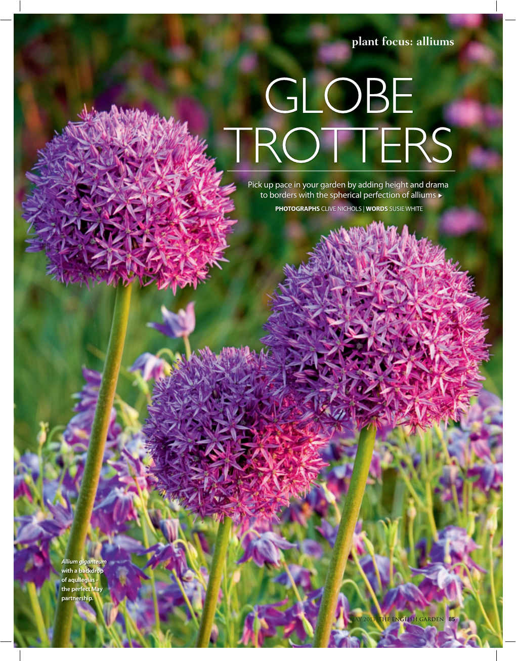 Plant Focus: Alliums