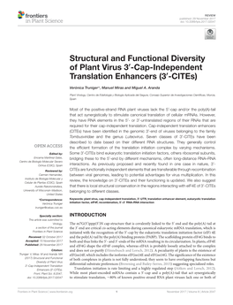 Structural and Functional Diversity of Plant Virus 3'-Cap-Independent