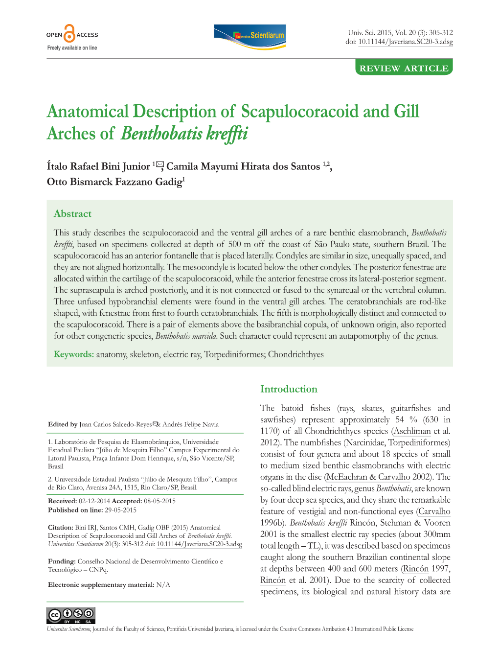 Anatomical Description of Scapulocoracoid and Gill Arches of Benthobatis Kreffti