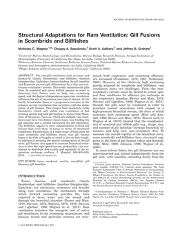 Structural Adaptations for Ram Ventilation: Gill Fusions in Scombrids and Billﬁshes