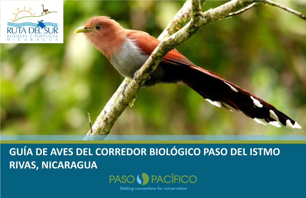 GUÍA DE AVES DEL CORREDOR BIOLÓGICO PASO DEL ISTMO RIVAS, NICARAGUA Créditos
