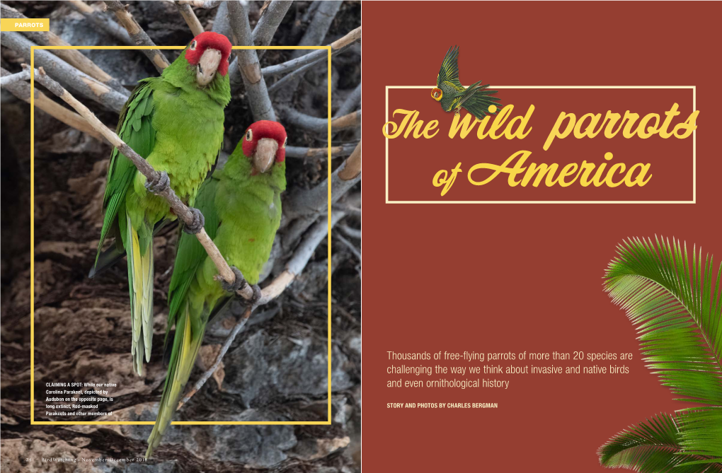 The Wild Parrots of America