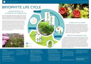 Bryophyte Life Cycle