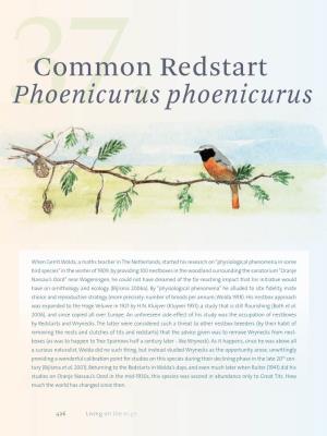 Common Redstart Phoenicurus Phoenicurus 427