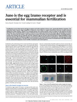 Juno Is the Egg Izumo Receptor and Is Essential for Mammalian Fertilization