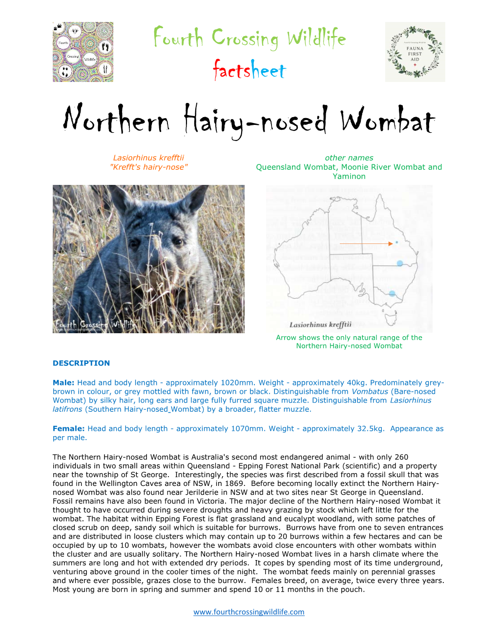 Northern Hairy-Nosed Wombat