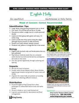 English Holly (Ilex Aquifolium) King County Noxious Weed Control