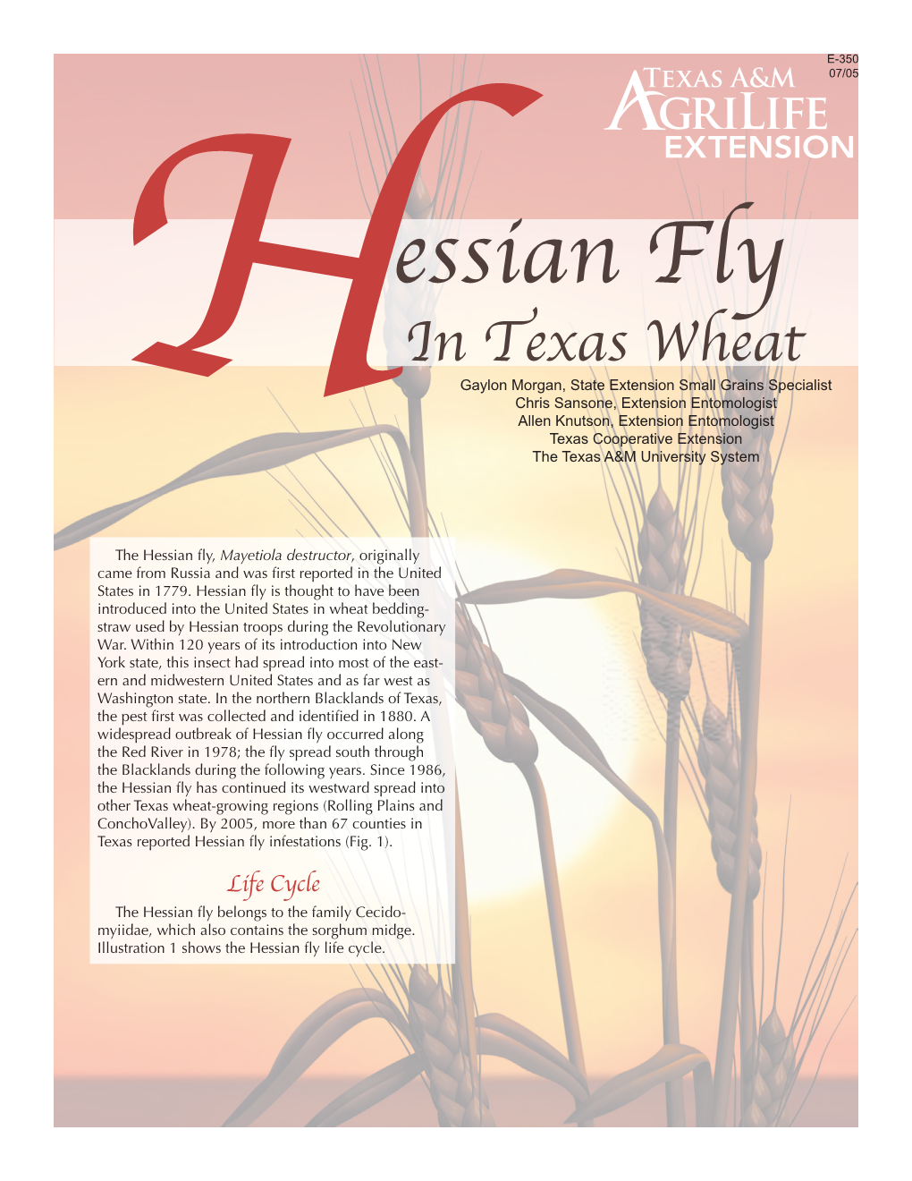 Hessian Fly in Wheat